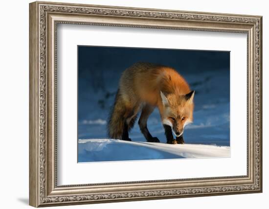 Red Fox-Susan Breau-Framed Photographic Print