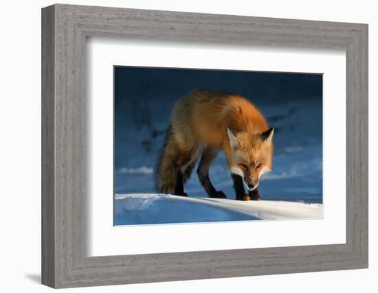 Red Fox-Susan Breau-Framed Photographic Print