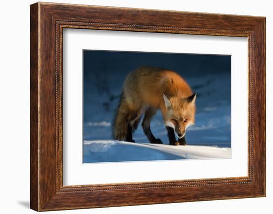 Red Fox-Susan Breau-Framed Photographic Print