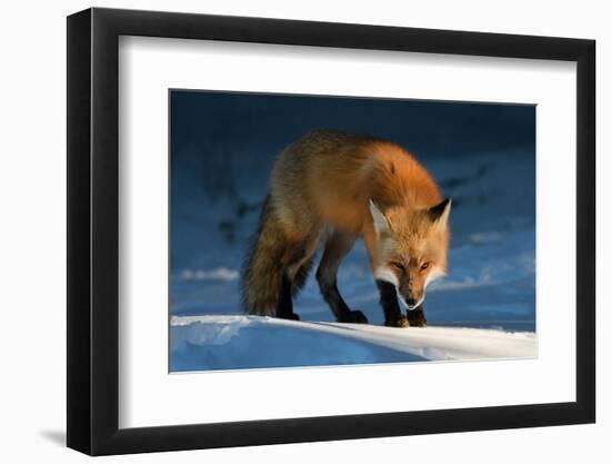 Red Fox-Susan Breau-Framed Photographic Print
