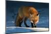 Red Fox-Susan Breau-Mounted Photographic Print