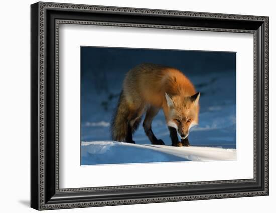 Red Fox-Susan Breau-Framed Photographic Print