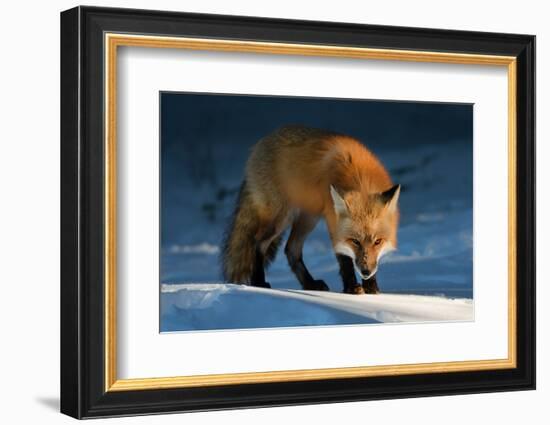 Red Fox-Susan Breau-Framed Photographic Print