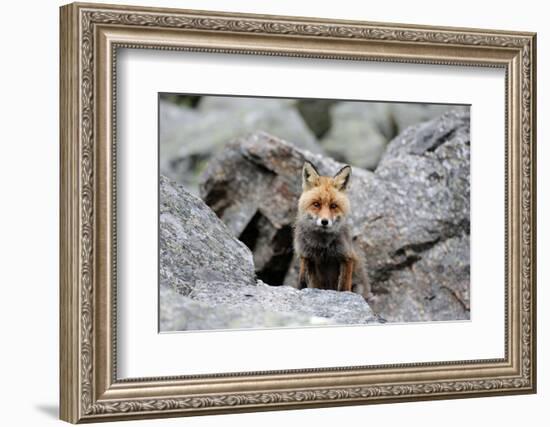 Red Fox-Reiner Bernhardt-Framed Photographic Print