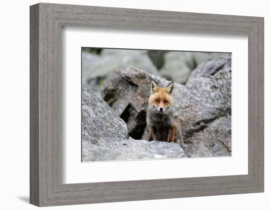 Red Fox-Reiner Bernhardt-Framed Photographic Print