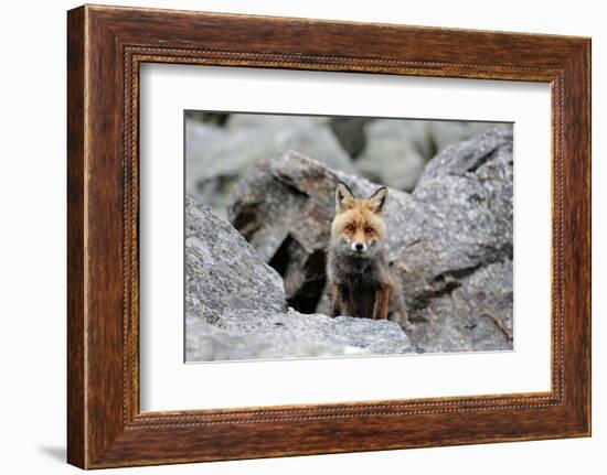 Red Fox-Reiner Bernhardt-Framed Photographic Print