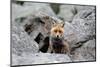 Red Fox-Reiner Bernhardt-Mounted Photographic Print