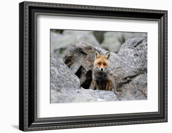 Red Fox-Reiner Bernhardt-Framed Photographic Print