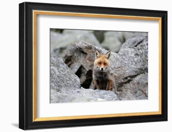 Red Fox-Reiner Bernhardt-Framed Photographic Print