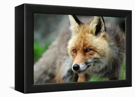 Red Fox-Reiner Bernhardt-Framed Premier Image Canvas