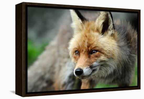 Red Fox-Reiner Bernhardt-Framed Premier Image Canvas