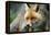 Red Fox-Reiner Bernhardt-Framed Premier Image Canvas