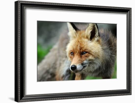 Red Fox-Reiner Bernhardt-Framed Photographic Print