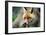 Red Fox-Reiner Bernhardt-Framed Photographic Print