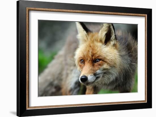 Red Fox-Reiner Bernhardt-Framed Photographic Print
