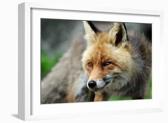 Red Fox-Reiner Bernhardt-Framed Photographic Print