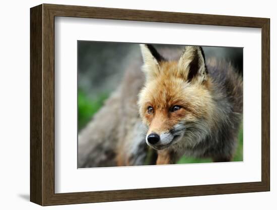 Red Fox-Reiner Bernhardt-Framed Photographic Print