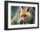 Red Fox-Reiner Bernhardt-Framed Photographic Print