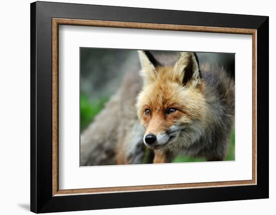 Red Fox-Reiner Bernhardt-Framed Photographic Print