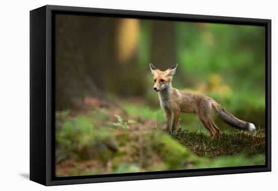 Red Fox-Milan Zygmunt-Framed Premier Image Canvas