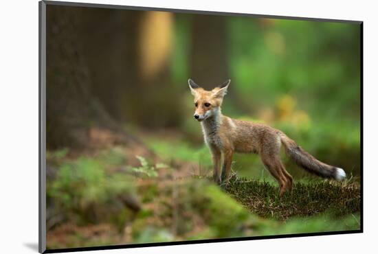 Red Fox-Milan Zygmunt-Mounted Photographic Print