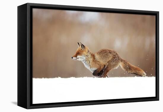 Red Fox-Milan Zygmunt-Framed Premier Image Canvas