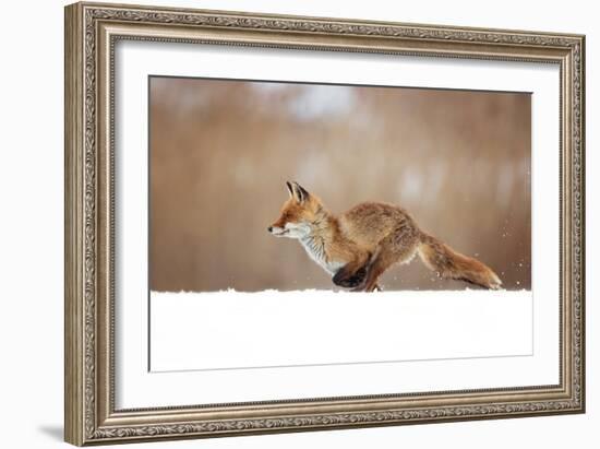 Red Fox-Milan Zygmunt-Framed Giclee Print