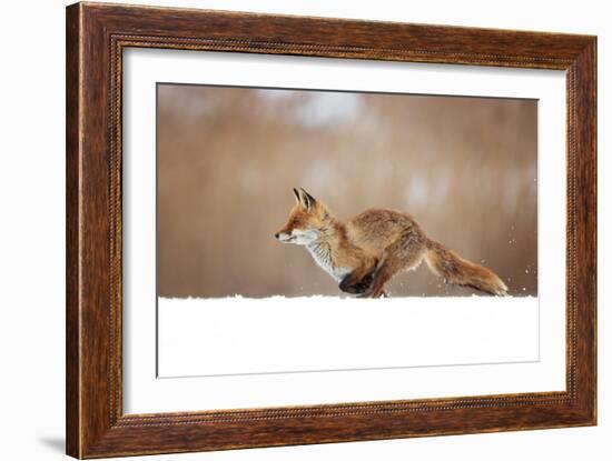 Red Fox-Milan Zygmunt-Framed Giclee Print