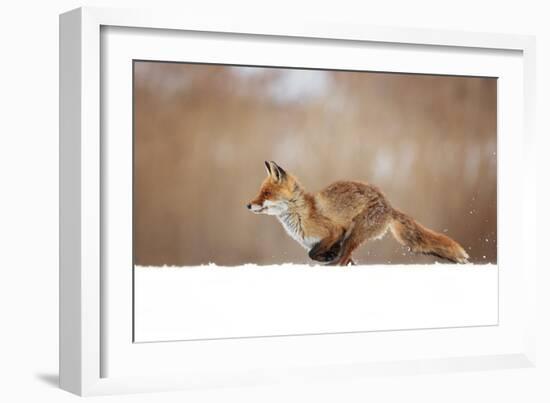 Red Fox-Milan Zygmunt-Framed Giclee Print