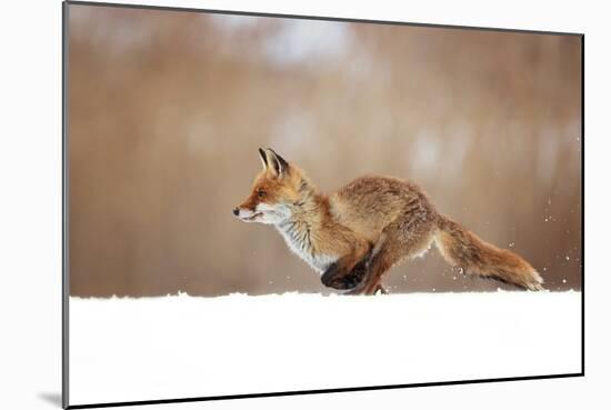 Red Fox-Milan Zygmunt-Mounted Giclee Print