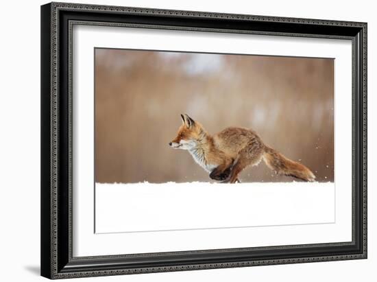 Red Fox-Milan Zygmunt-Framed Giclee Print