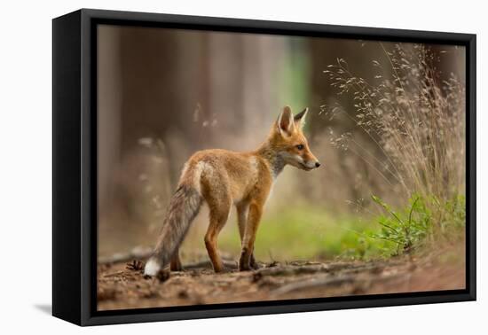 Red Fox-Milan Zygmunt-Framed Premier Image Canvas