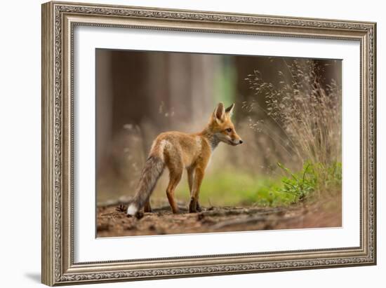 Red Fox-Milan Zygmunt-Framed Giclee Print