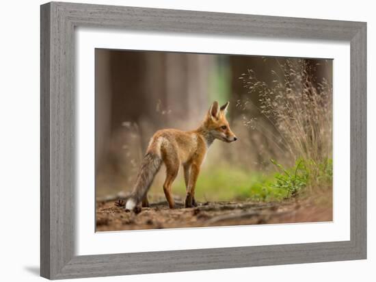 Red Fox-Milan Zygmunt-Framed Giclee Print