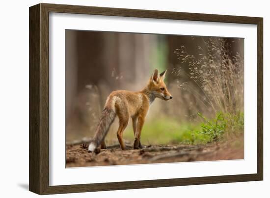 Red Fox-Milan Zygmunt-Framed Giclee Print