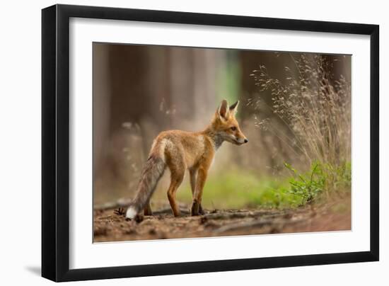 Red Fox-Milan Zygmunt-Framed Giclee Print