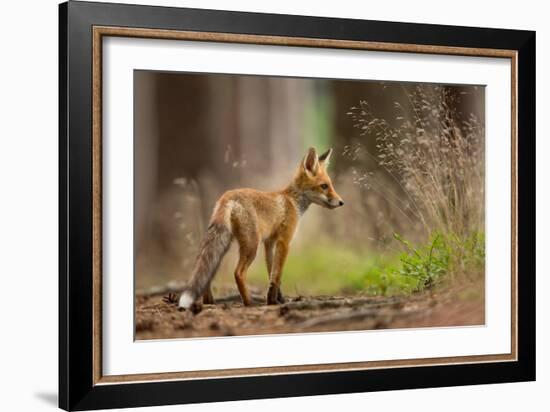 Red Fox-Milan Zygmunt-Framed Giclee Print