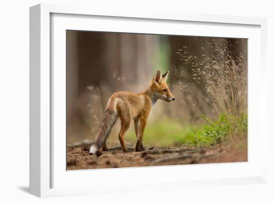 Red Fox-Milan Zygmunt-Framed Giclee Print