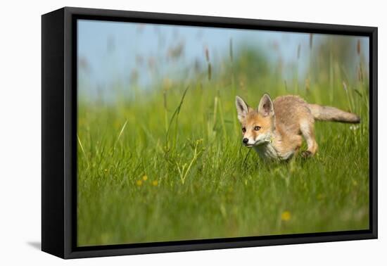 Red Fox-Milan Zygmunt-Framed Premier Image Canvas