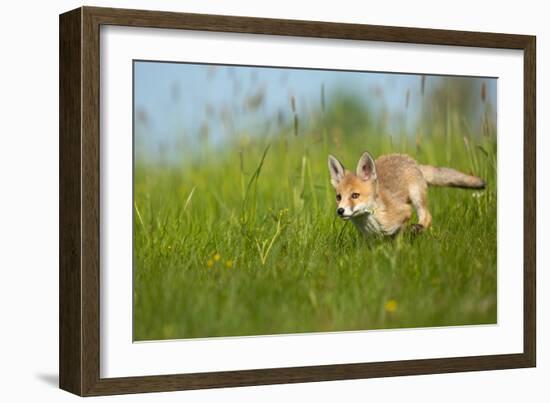 Red Fox-Milan Zygmunt-Framed Giclee Print