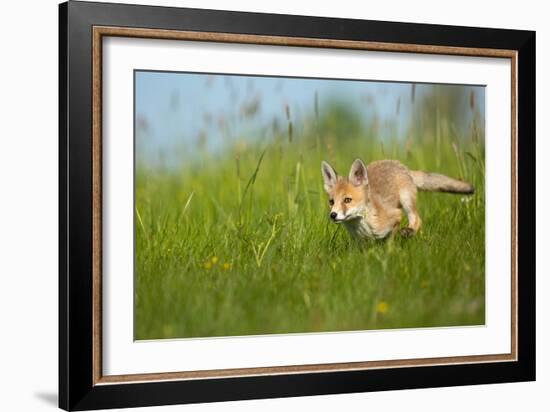 Red Fox-Milan Zygmunt-Framed Giclee Print