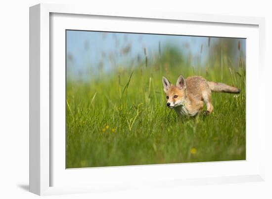 Red Fox-Milan Zygmunt-Framed Giclee Print