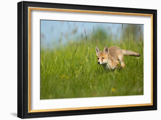 Red Fox-Milan Zygmunt-Framed Giclee Print