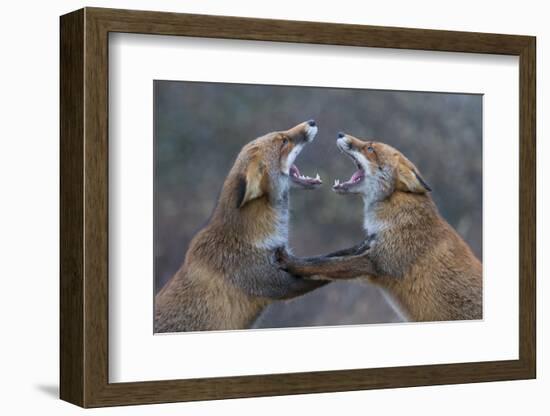 Red Foxes (Vulpes Vulpes) Fighting-Edwin Giesbers-Framed Photographic Print