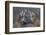 Red Foxes (Vulpes Vulpes) Fighting-Edwin Giesbers-Framed Photographic Print