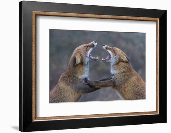 Red Foxes (Vulpes Vulpes) Fighting-Edwin Giesbers-Framed Photographic Print