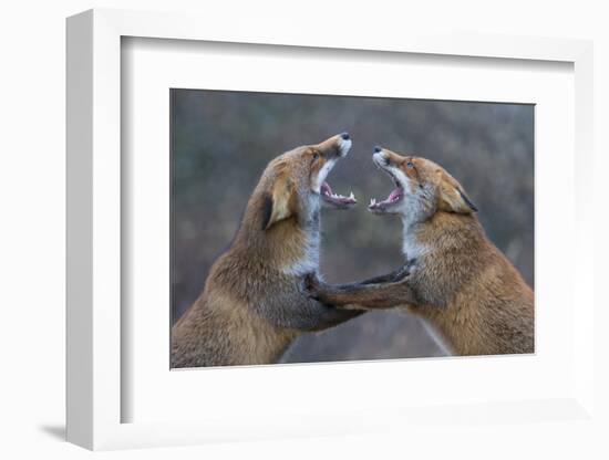 Red Foxes (Vulpes Vulpes) Fighting-Edwin Giesbers-Framed Photographic Print