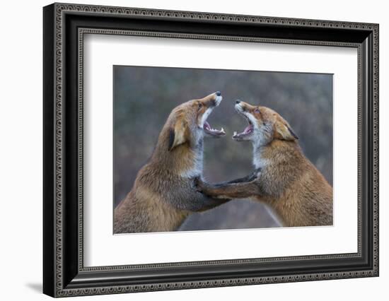 Red Foxes (Vulpes Vulpes) Fighting-Edwin Giesbers-Framed Photographic Print