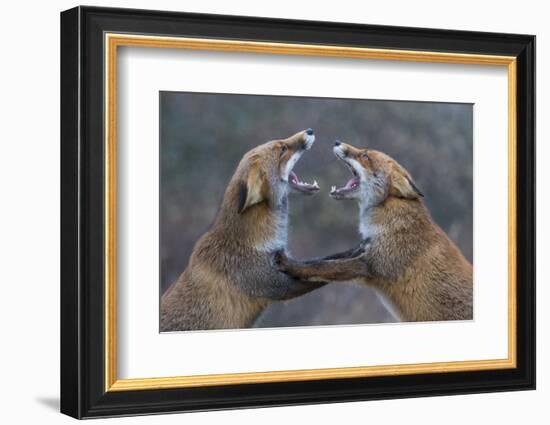 Red Foxes (Vulpes Vulpes) Fighting-Edwin Giesbers-Framed Photographic Print