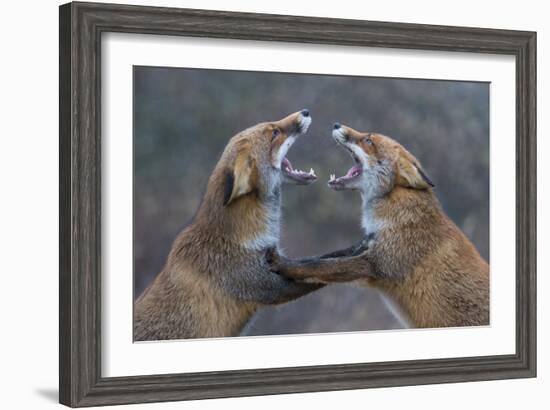 Red Foxes (Vulpes Vulpes) Fighting-Edwin Giesbers-Framed Photographic Print